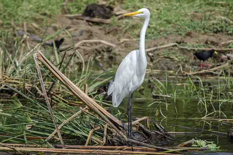 107 - Garza - parque nacional Queen Elizabeth - Uganda